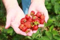 Hands with berries Royalty Free Stock Photo