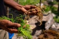 Hands of Black African Man Holding Harvested Drying Seaweed in Jambiani, Zanzibar