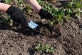 Hands in black gloves plant a strawberry sprout in the ground of garden bed with with help of garden tools.