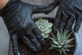 Hands in black gloves planting plant on balcony. Royalty Free Stock Photo