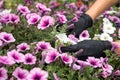 hands in black gloves taking care by colored flowers in hothouse Royalty Free Stock Photo