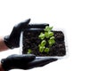 Hands in black medical gloves hold a plastic container with basil shoots Royalty Free Stock Photo