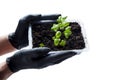 Hands in black medical gloves hold a plastic container with basil shoots Royalty Free Stock Photo