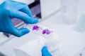 Hands in blue glove holding glass histology slides Royalty Free Stock Photo