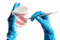 Hands in blue gloves examinating teeth model isolated