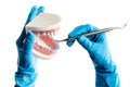 Hands in blue gloves examinating teeth model isolated Royalty Free Stock Photo