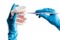 Hands in blue gloves examinating teeth model isolated