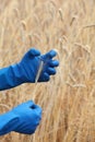 Hands in blue gloves holding ear of rye Royalty Free Stock Photo