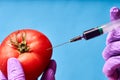 Hands in blue gloves inject liquid from syringe into tomato, genetically modified engineering