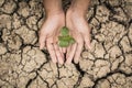 Hands of boy save little green plant on cracked dry ground Royalty Free Stock Photo