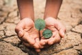 Hands of boy save little green plant on cracked dry ground Royalty Free Stock Photo