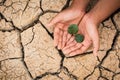 Hands of boy save little green plant on cracked dry ground Royalty Free Stock Photo