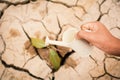 Hands of boy watering little green plant on crack dry ground