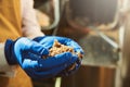 Hands of brewer in rubber gloves holding milled malt grains.