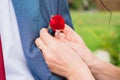 The hands of the bride close up fasten a boutonniere in the form of a one beautiful red rose to the blue suit of the groom. Royalty Free Stock Photo