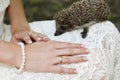 Hands of a bride with ring and hedgehog Royalty Free Stock Photo