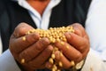 Hands bring soya Royalty Free Stock Photo