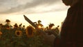 Hands of business woman are printed on screen of tablet in field of sunflower in rays of sunset. close up. farmer girl Royalty Free Stock Photo