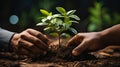 hands of businessman handling green sprouts Royalty Free Stock Photo