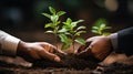 hands of businessman handling green sprouts Royalty Free Stock Photo