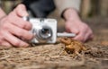 Hands with camera making photo of sitting frog Royalty Free Stock Photo