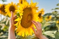 Hands carefully touching a sunflower