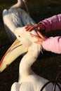 Hands caressing pelican Royalty Free Stock Photo