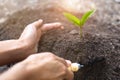 Hands are caring for trees growing from fertile soil. The concept of environmental care, tree planting, nature conservation, Royalty Free Stock Photo