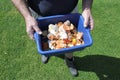 Hands carry a container full of domestic food waste Royalty Free Stock Photo