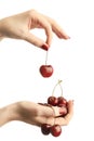 Hands with cherries Royalty Free Stock Photo