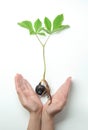 In the hands of a chestnut takes root and sprouts a tree Royalty Free Stock Photo