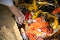 The hands of a child carrying a bottle of fish food Feeding fish in the pond.