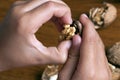 Hands of a child dissecting fresh nuts