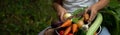 hands of a child farmer vegetables in a bowl in the garden.