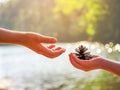 Hands of the child give the plant seed