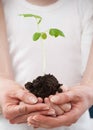 Hands of a child and hands of a woman holding a green sprout Royalty Free Stock Photo