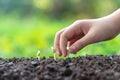 Hands child holding young plants on the back soil in the nature park of growth of plant for reduce global warming. Royalty Free Stock Photo