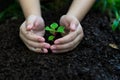 Hands child holding young plants keep environment on the back soil in the nature park of growth Royalty Free Stock Photo