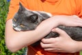 On the hands of a child a kitten of a mixed British breed Royalty Free Stock Photo