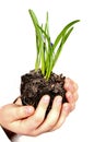 Hands of child with plant Royalty Free Stock Photo