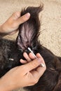 Hands cleaning the ear of dog with cotton swab Royalty Free Stock Photo