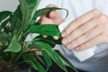 Hands cleaning ficus plant by wet napkin