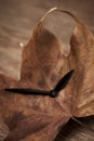 The hands of a clock on a dry leaf, Royalty Free Stock Photo