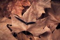 The hands of a clock on a dry leaf, Royalty Free Stock Photo