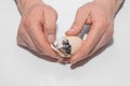 Hands close-up of a male farmer helping a dark little newborn chick get out of a chicken egg on a white background Royalty Free Stock Photo