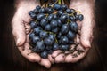 Hands with cluster of black grapes, farming