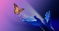 Hands coax butterfly and magical stars graphic background