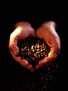 Hands with coffeebeans