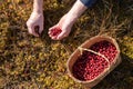 Hands collect ripe red cranberry and put them in a basket. Seasonal harvest of autumn berries in moss in a swamp. Top