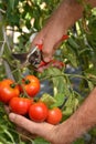 Hands collecting tomato crop